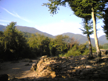 fot1